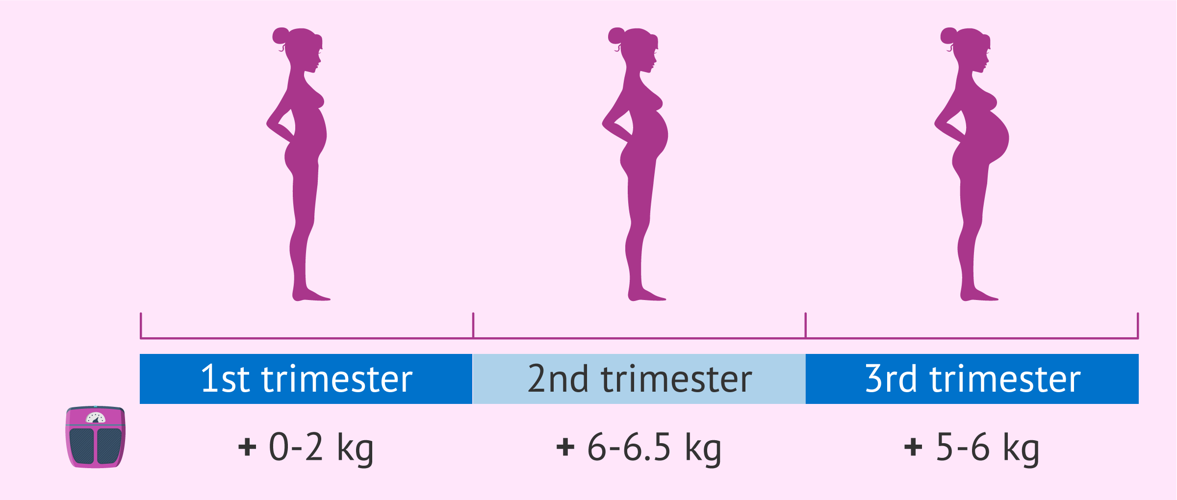 Weight Gain In Each Trimester Of Pregnancy