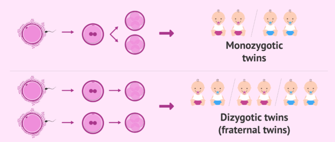Imagen: Differences between identical and non-identical twins