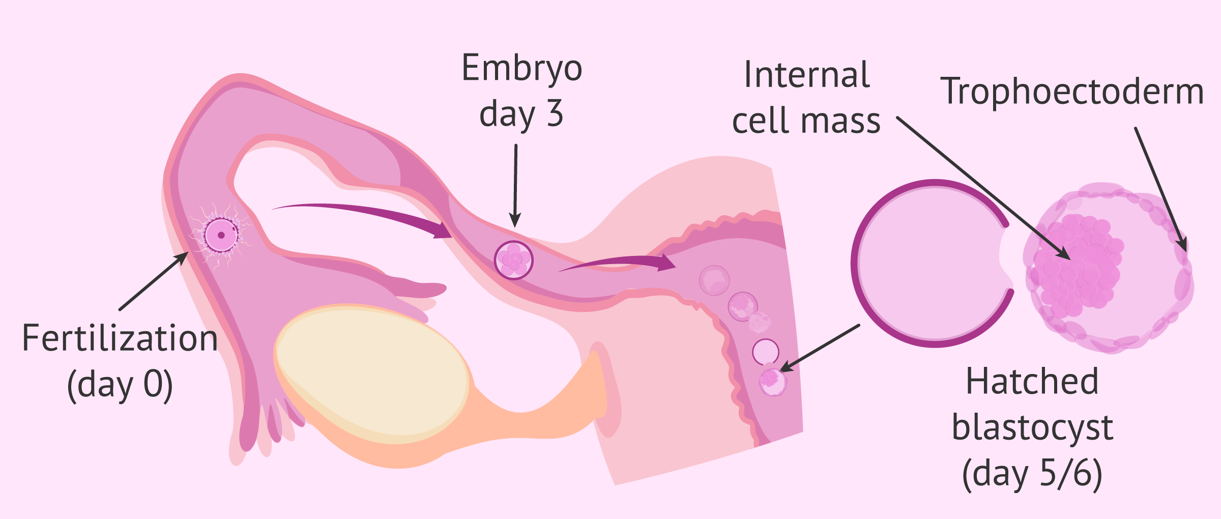 What are the Different Stages of Embryo Implantation  