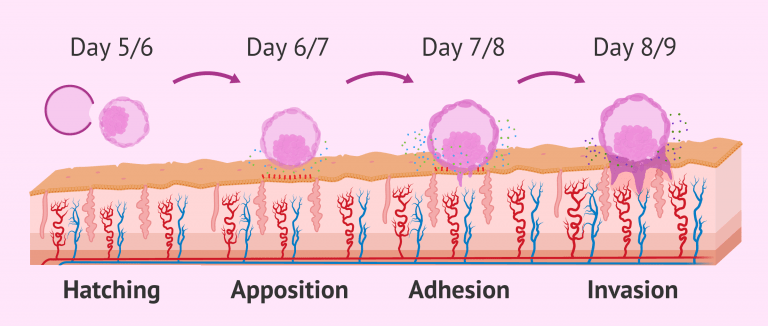 Stages Of Embryo Implantation