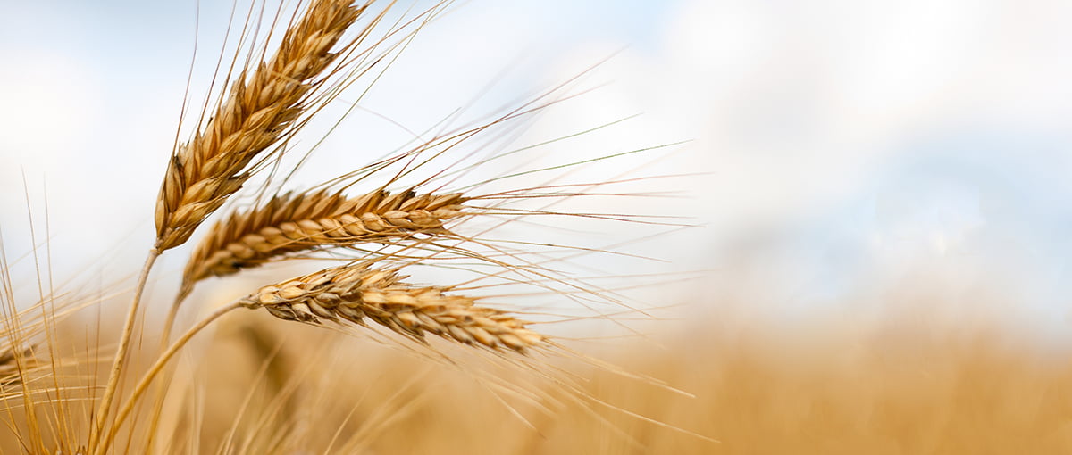 Wheat and barley pregnancy test