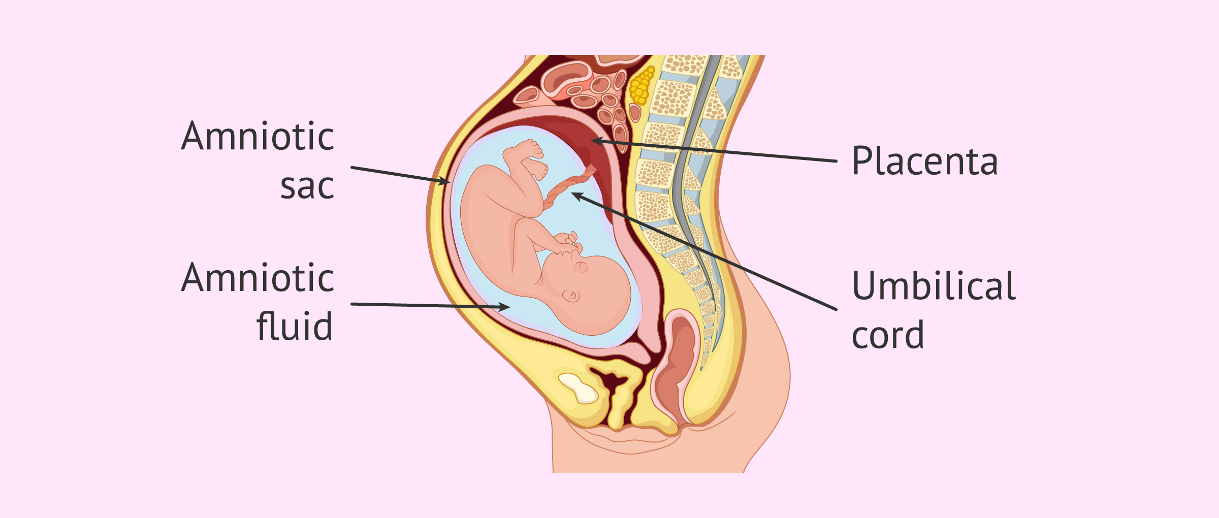 Imagen: Formation of the amniotic fluid