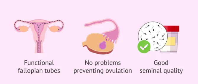 Imagen: Requirements for artificial insemination treatment