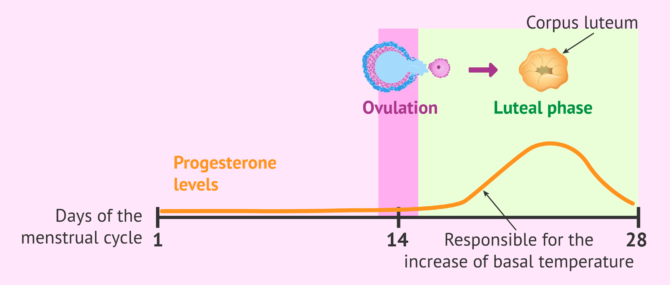 Imagen: What is the basal temperature method based on?