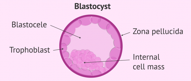 Imagen: Structure of blastozyst
