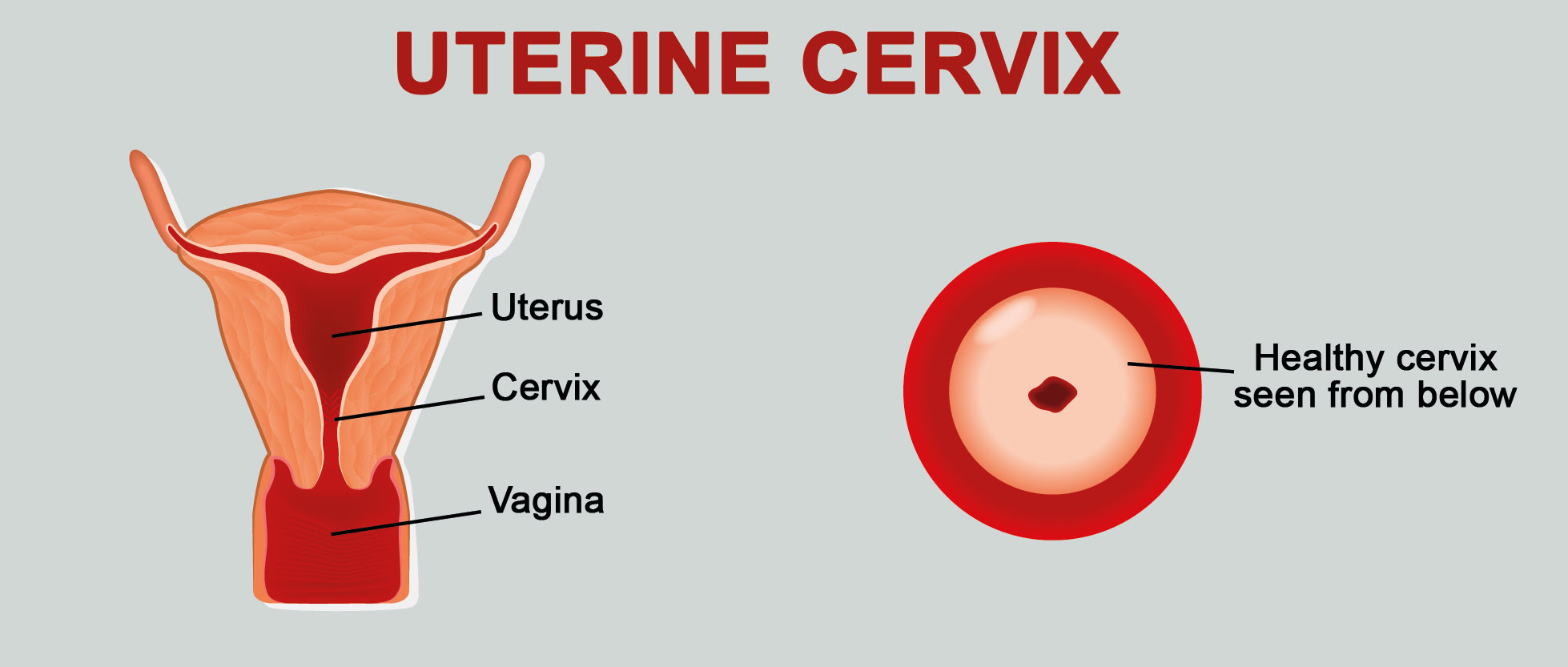 Cervix or cervix uteri