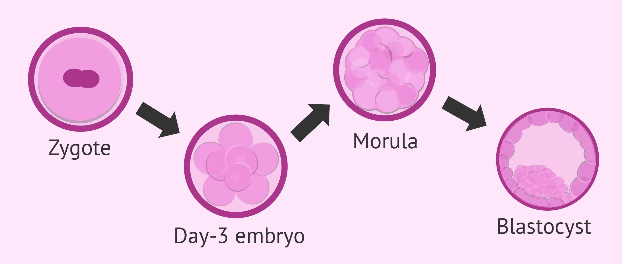 Embryo development after fertilization