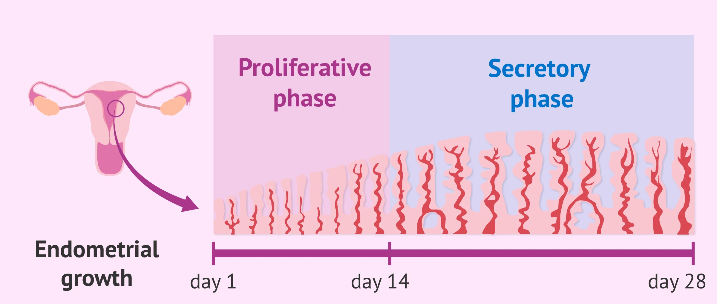 Endometrial growth in the menstrual cycle
