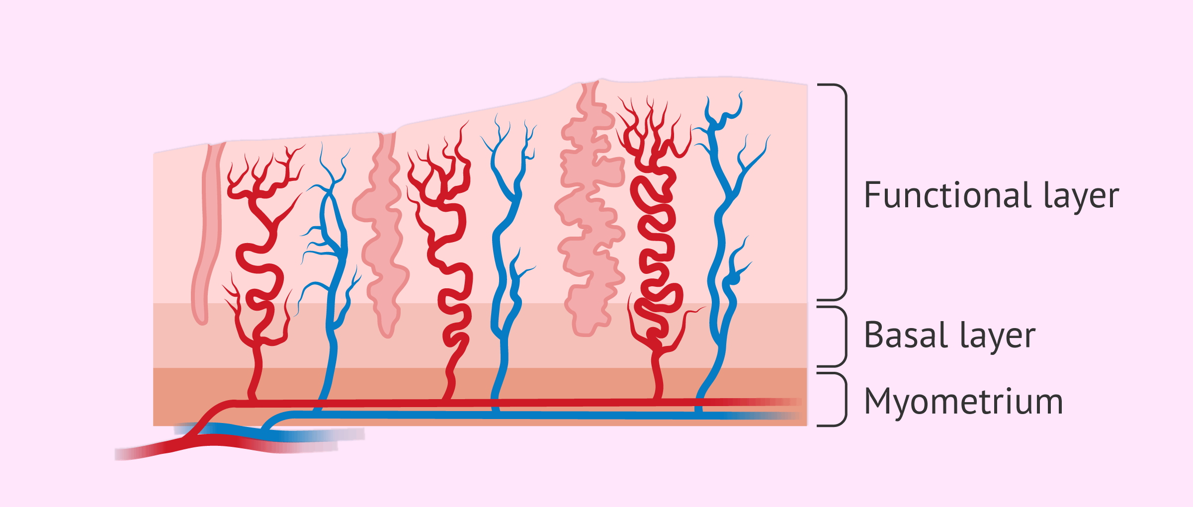 What layers does the endometrium contain?