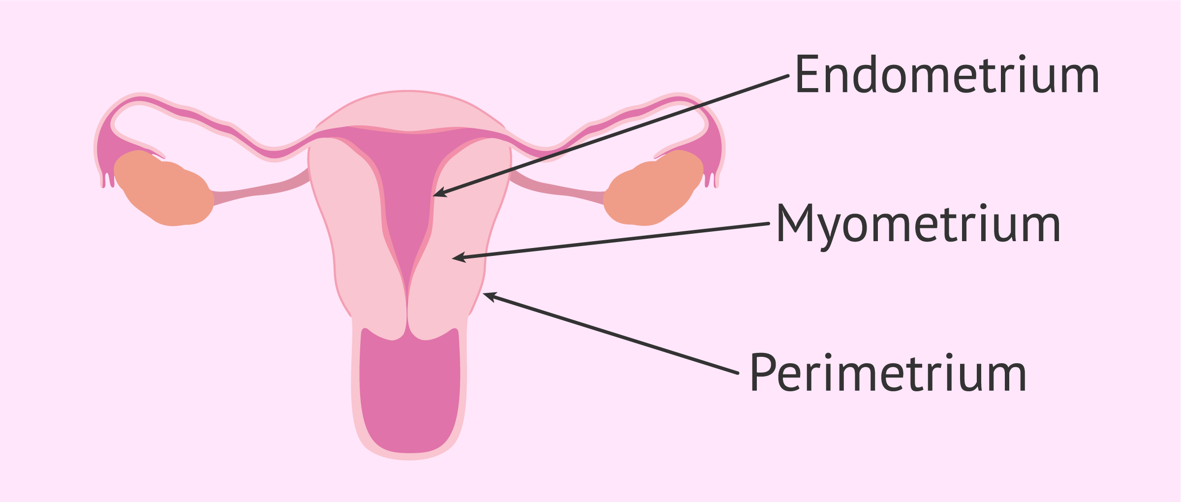 Engrosamiento del endometrio es peligroso