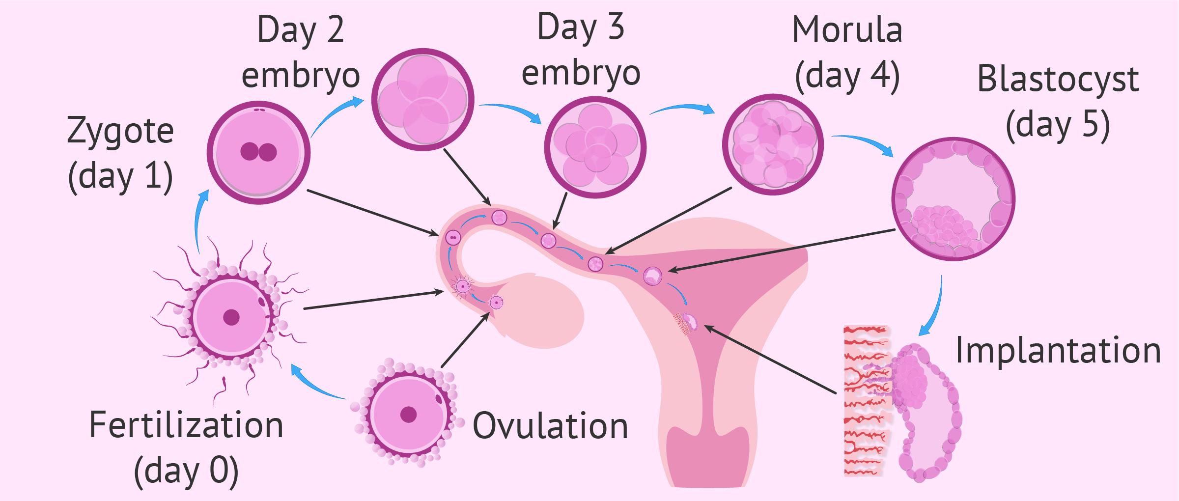 From Fertilization To Implantation