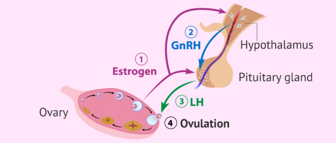 Imagen: Hormonal control of ovulation