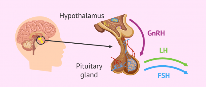 How the brain regulates hormone production in humans