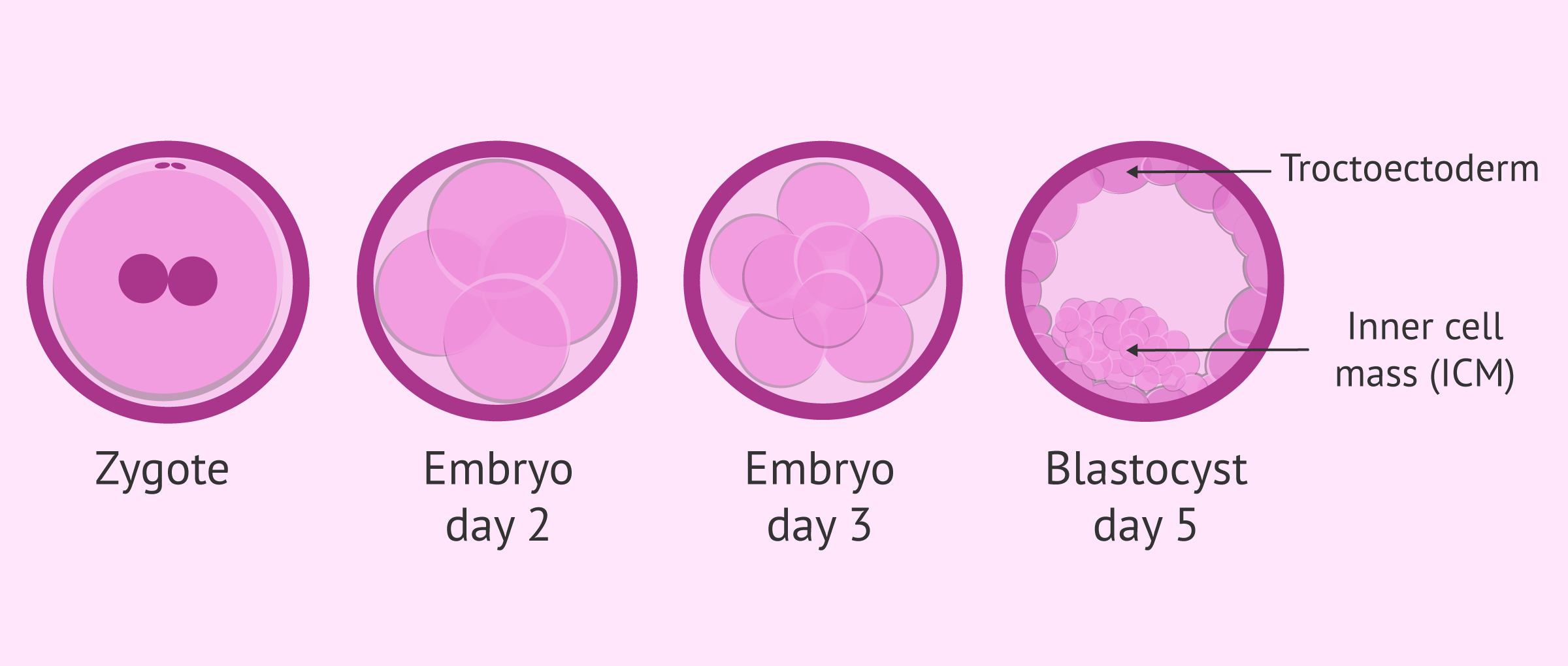 What is embryonic development like?