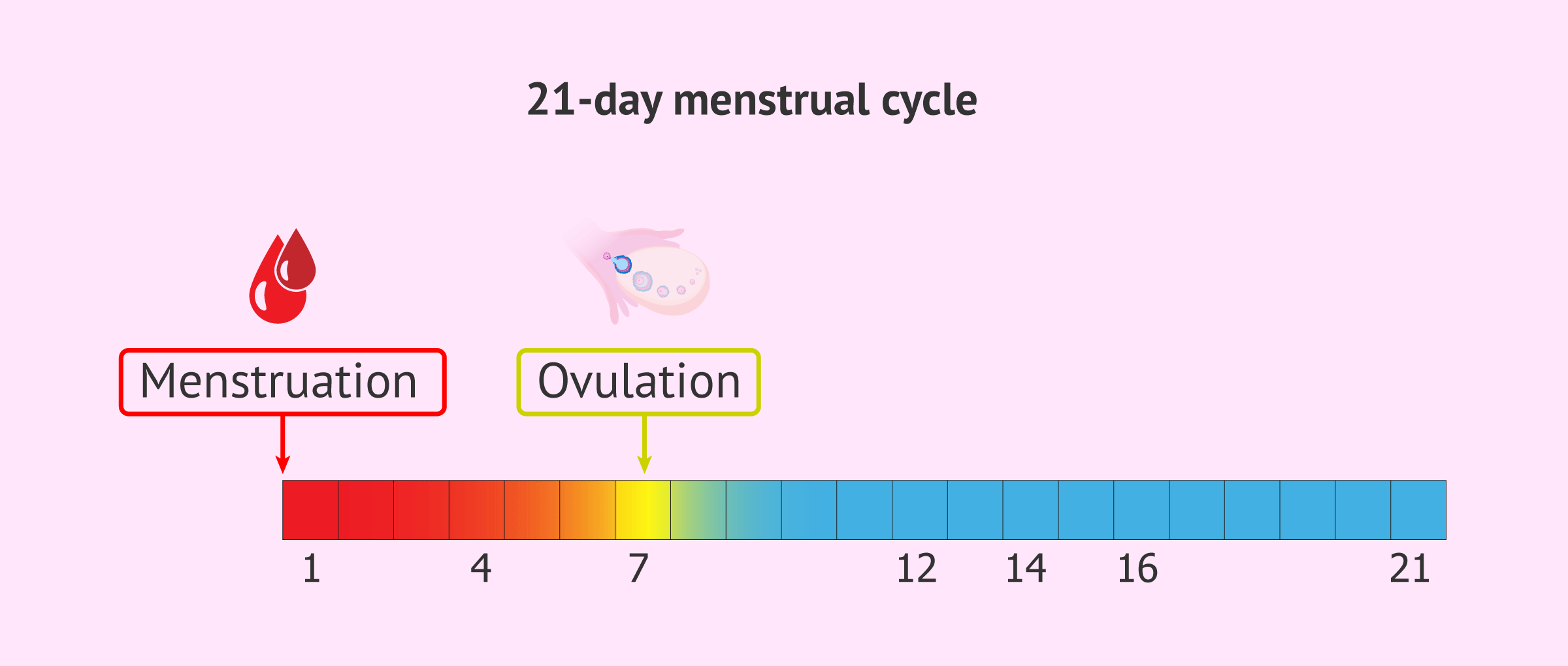 Phases of Menstrual cycle – Gynoveda