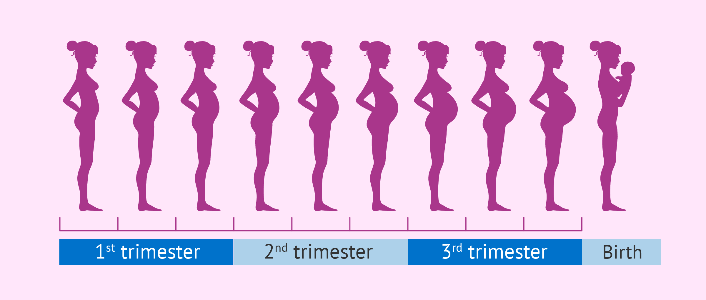 stages of baby in the womb