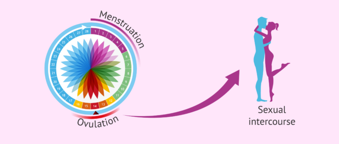 Imagen: Timed intercourse at the time of ovulation