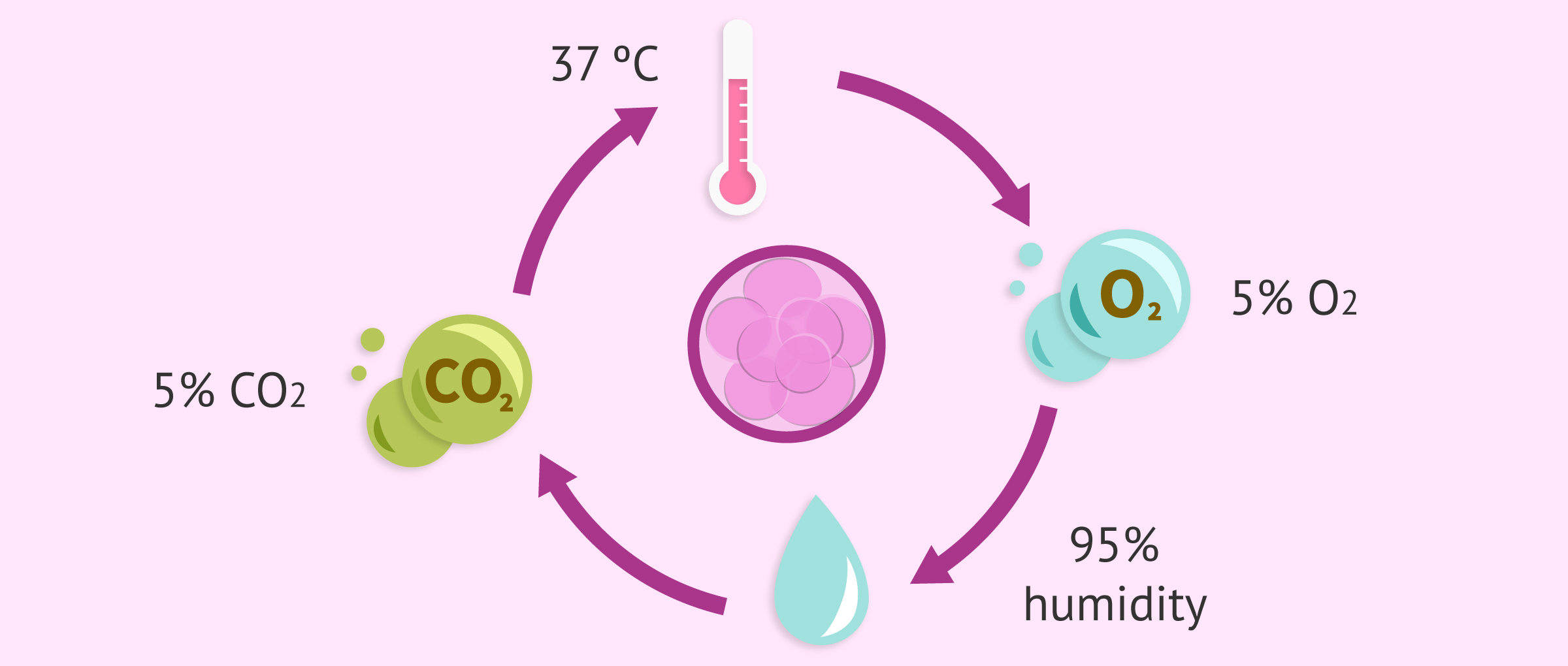 Human Embryo Culture