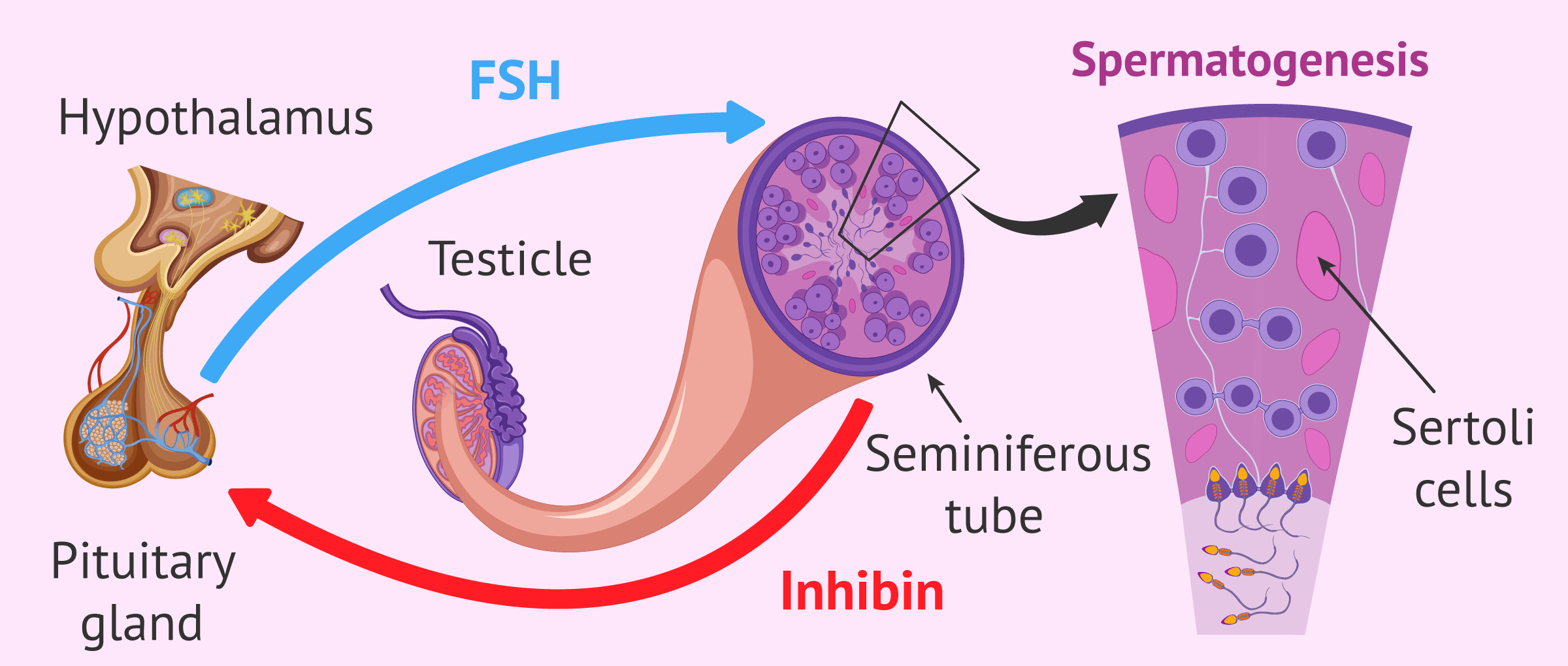 Imagen: Regulation of spermatogenesis by FSH