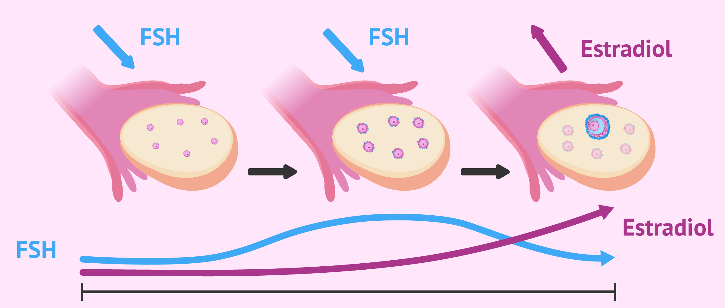 Imagen: Follicular phase of the menstrual cycle and action of FSH