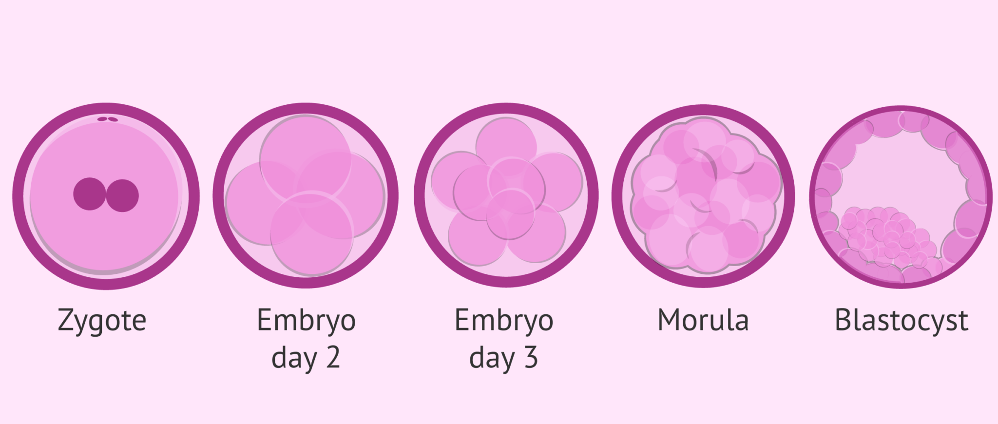 Stages of embryonic development