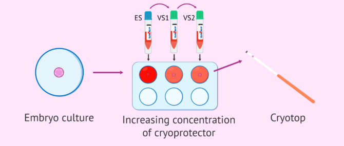 Imagen: Dehydration of embryos for vitrification