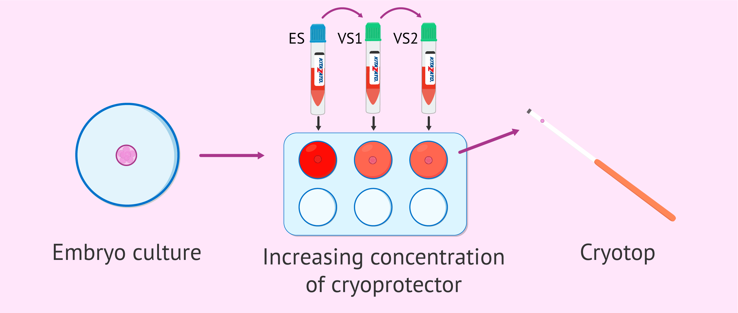 Dehydration of embryos for vitrification