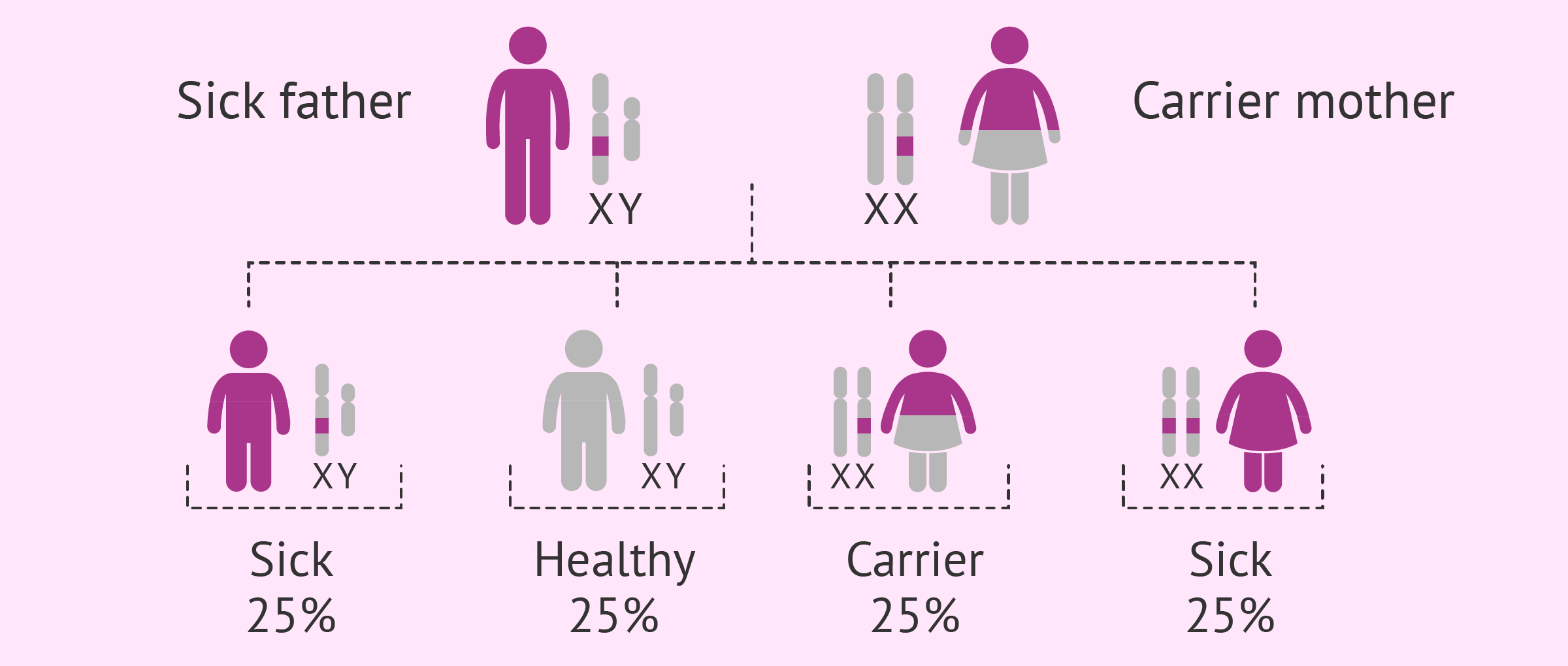 Can A Recessive Trait Be On The Y Chromosome / X linked recessive inheritance | X chromosome, The creator ... : While homologous chromosomes carry genes for the same trait, there are often small variations in the nucleotide sequences that result in different versions of that trait.