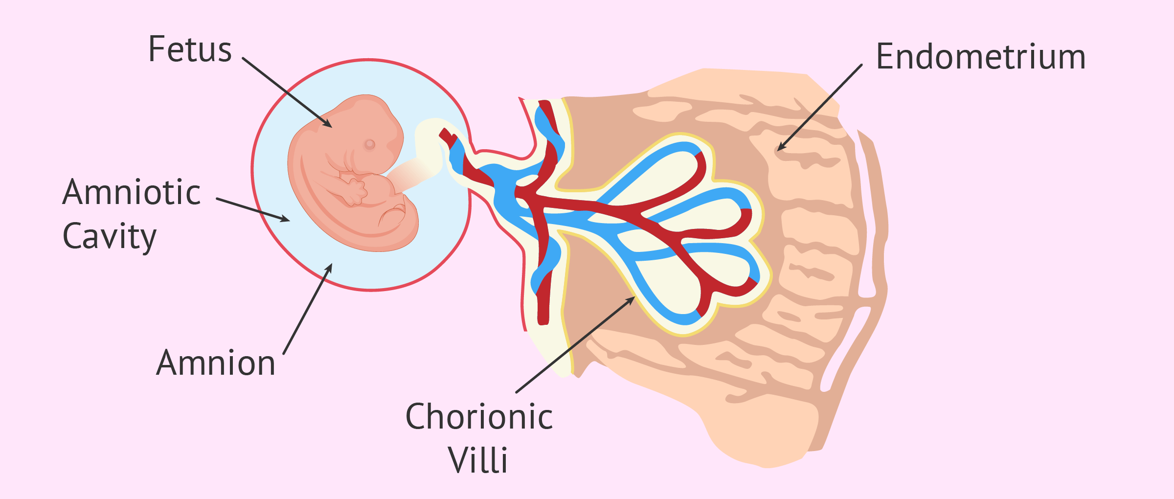 Tamaño endometrio embarazo