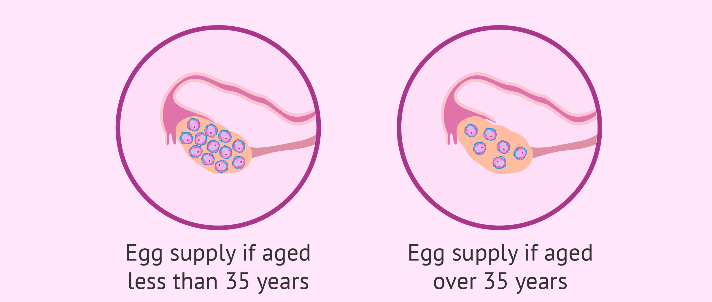 Female egg count by age