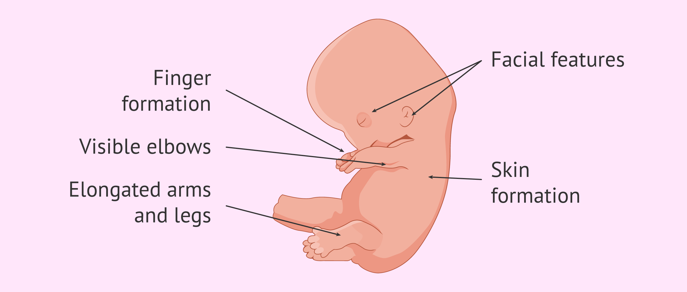 Imagen: Development of the embryo in the 8th week