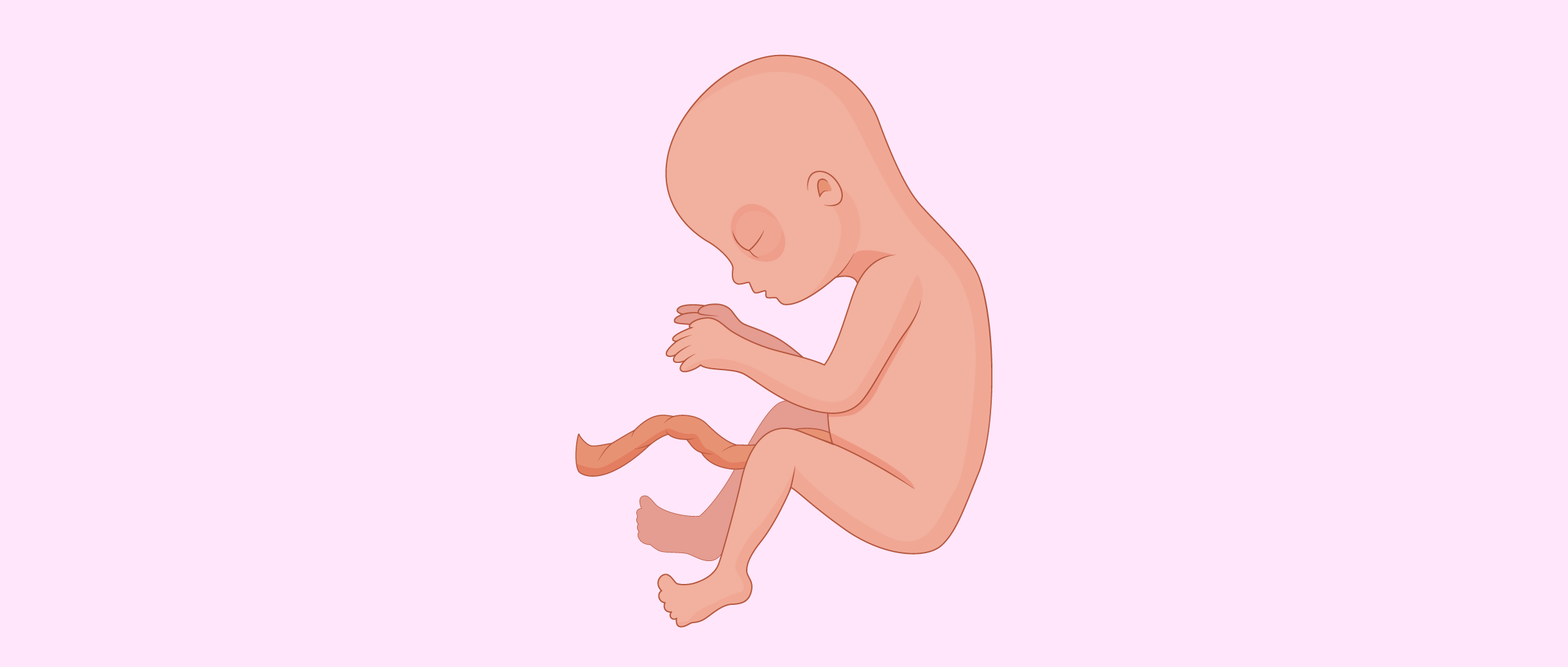 Changes in the foetus at 13 weeks
