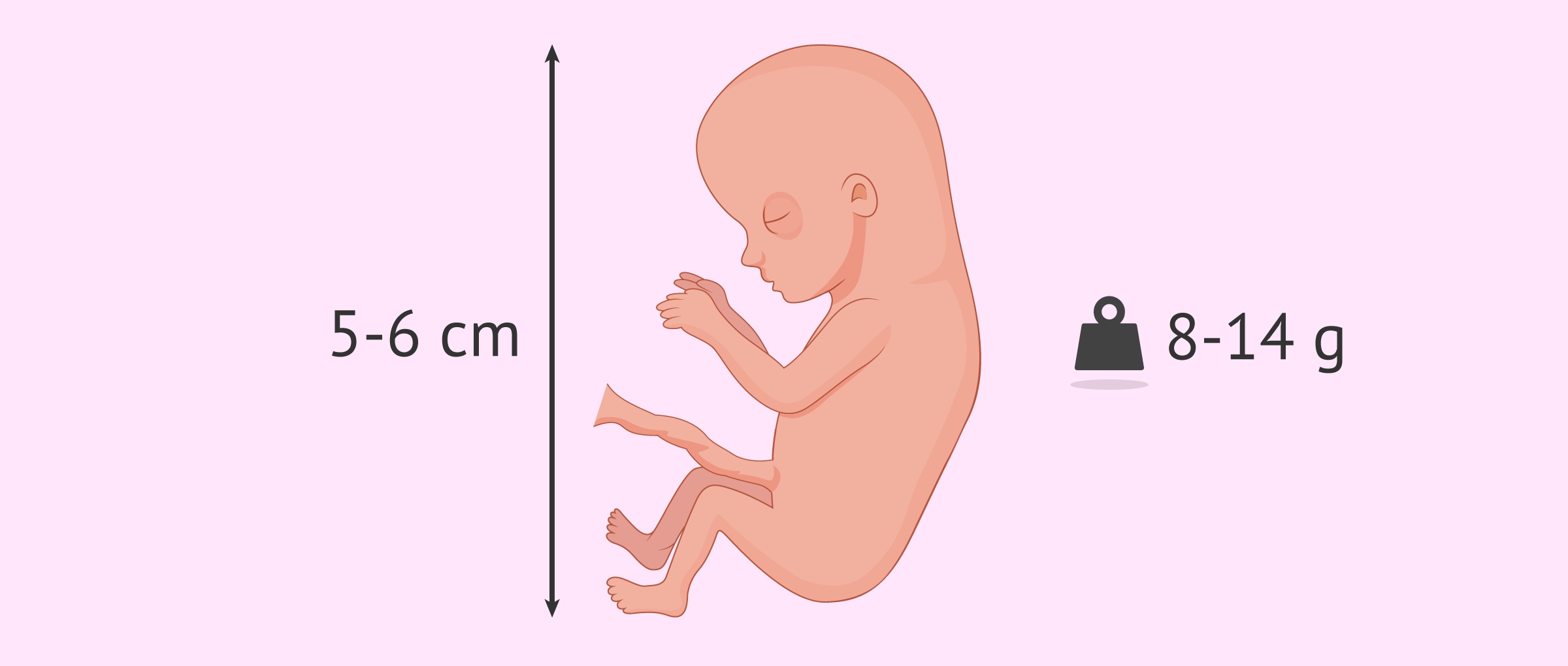 Foetal development at 12 weeks