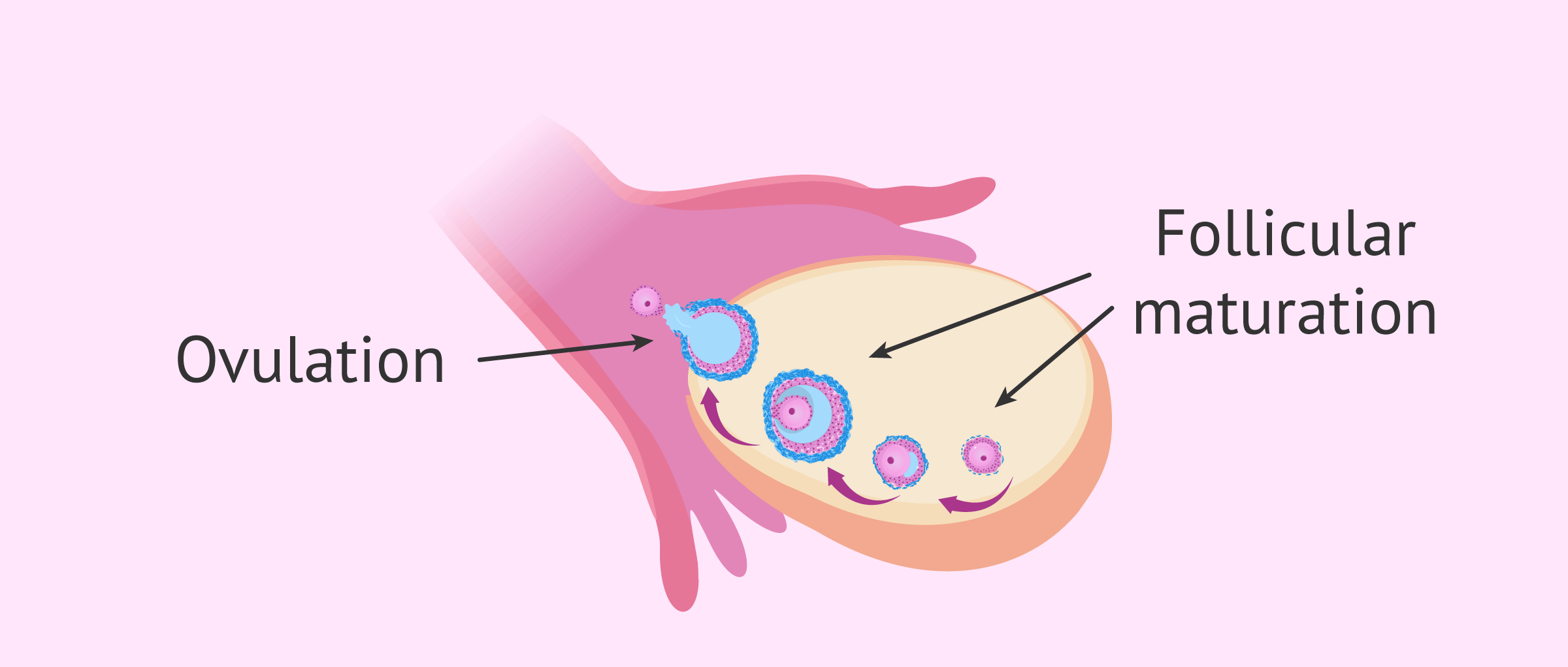 Imagen: Sterility due to hormonal alterations