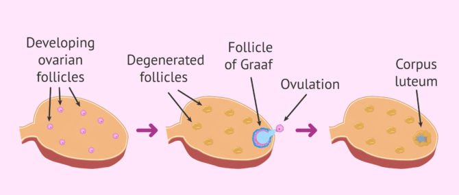 Imagen: Follicular recruitment and selection in the ovary