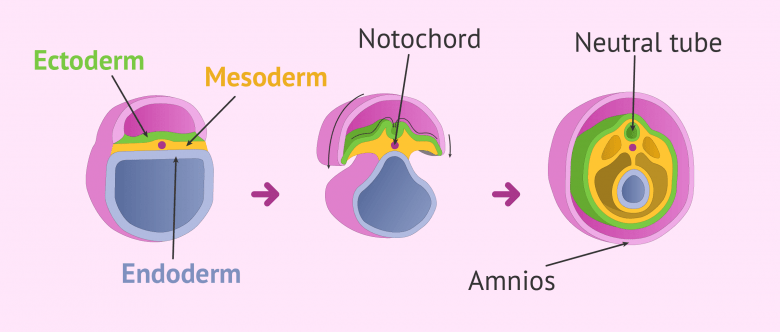 Beginning of organogenesis in the embryo