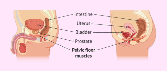 Imagen: Where is the pelvic floor located?