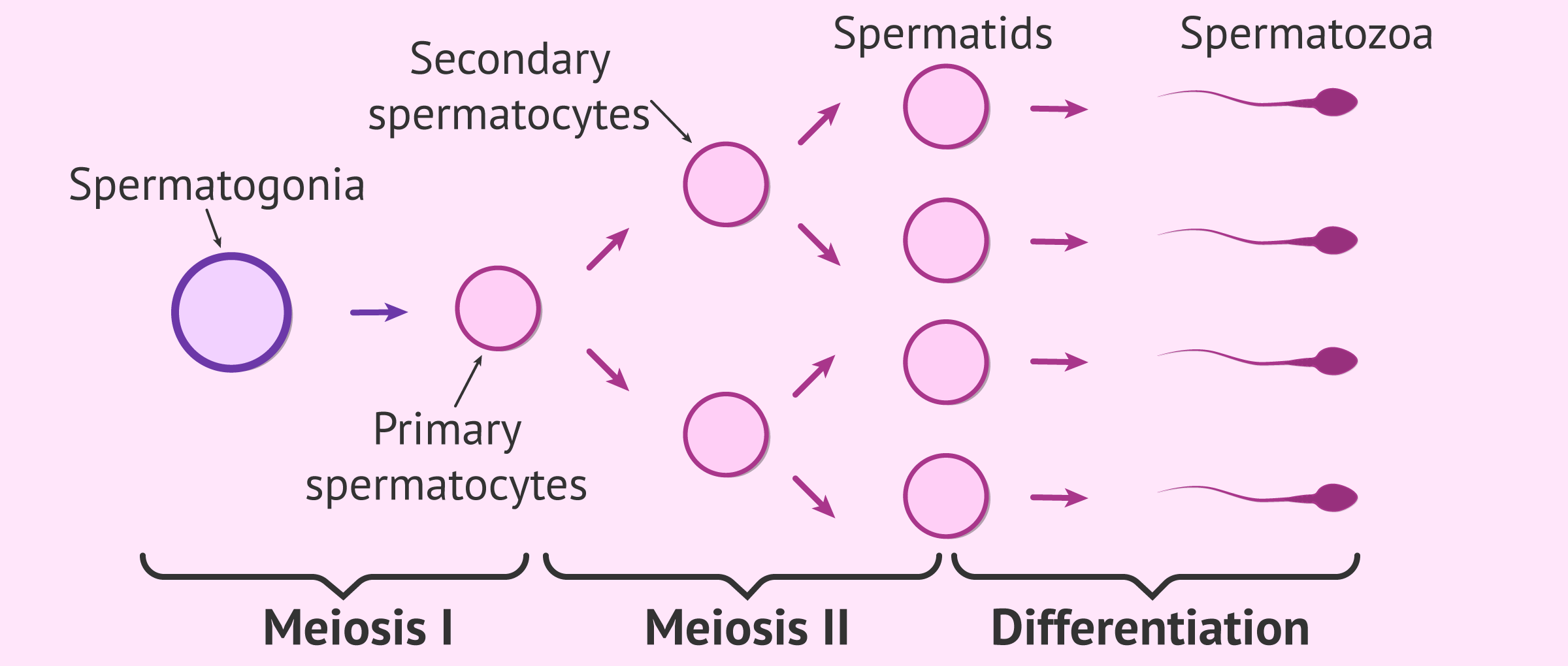 Stages Of Sperm Spermatozoa Development DUCY