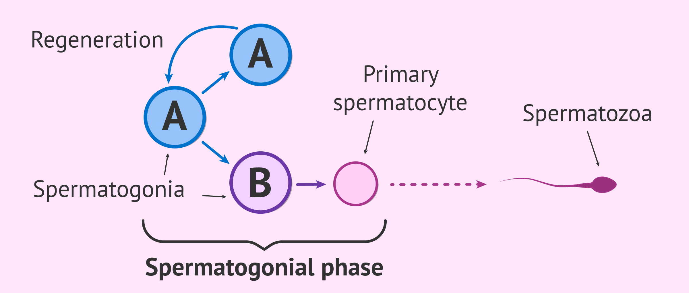 Spermatogonial phase in spermatozoa production
