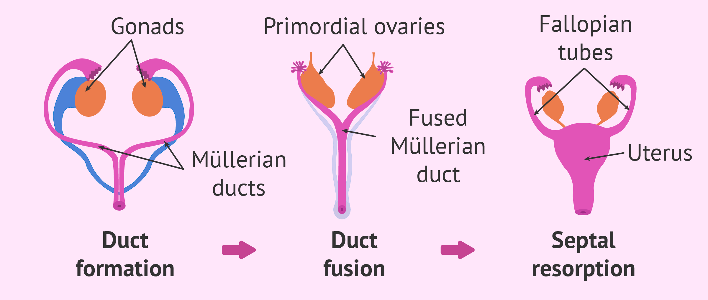 The Female Reproductive System - vrogue.co