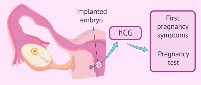 Embryo implantation and pregnancy test