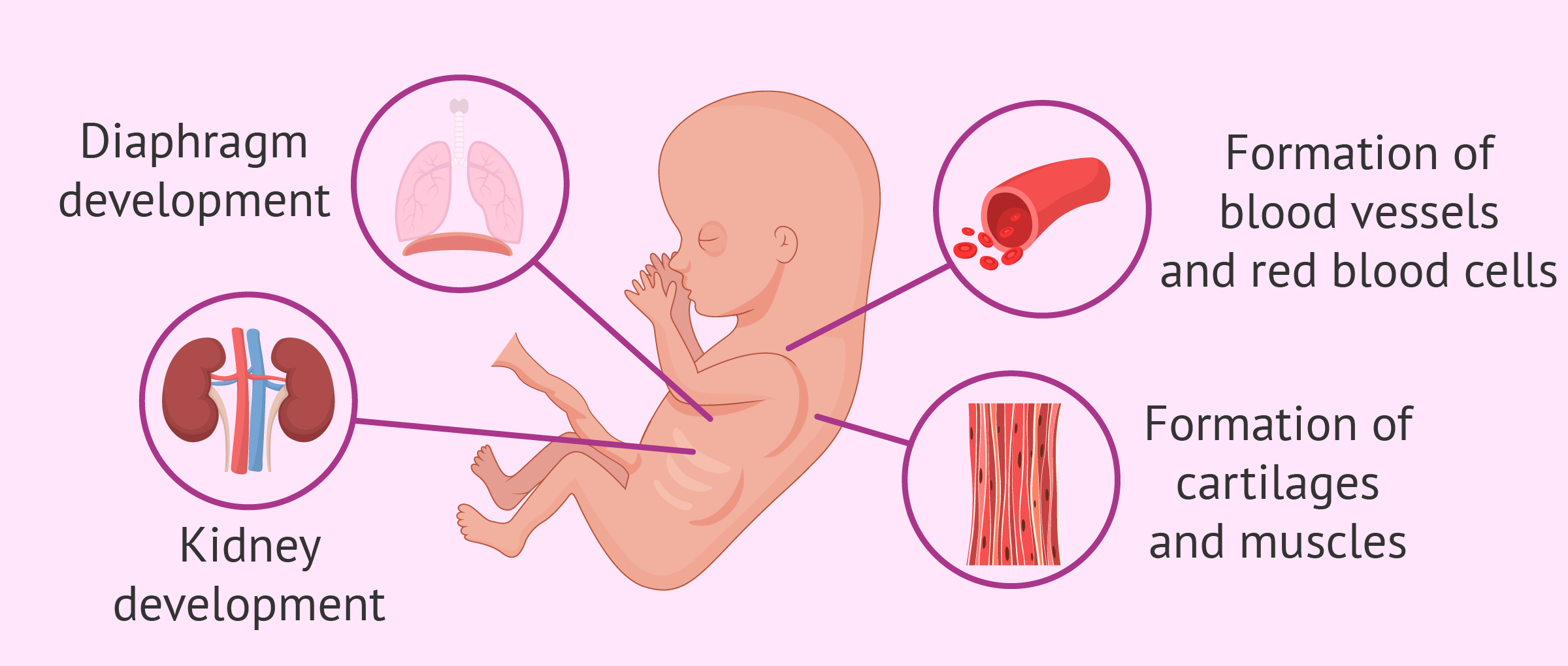 Fetal development at 11 weeks