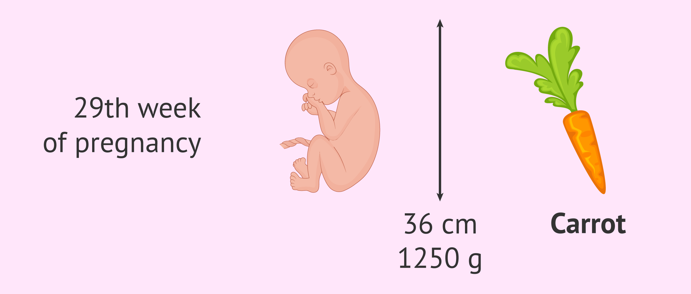 How tall is the foetus at 29 weeks?