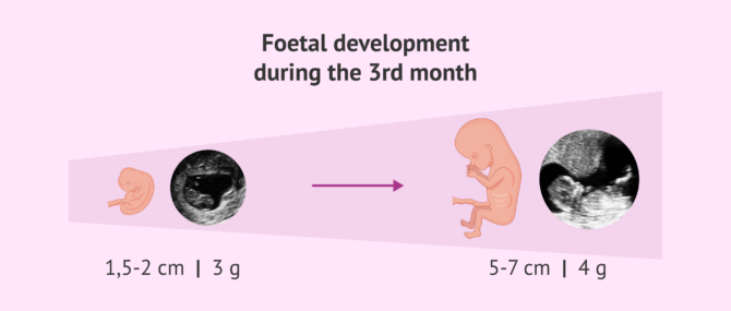 3 Months Pregnant - Baby Development, Symptoms & Tips