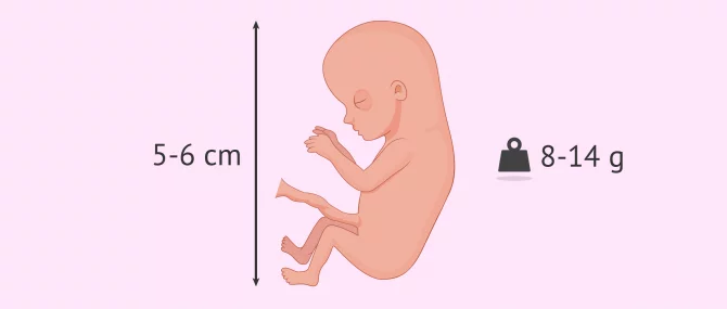 Week 12 of pregnancy
