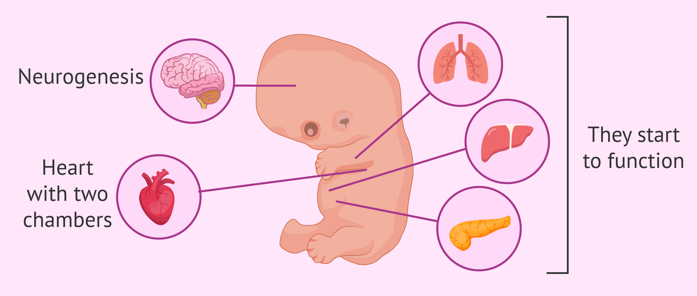 Embryo development and organogenesis