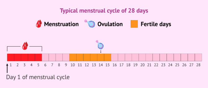 Imagen: Natural fertilisation takes place in the tube