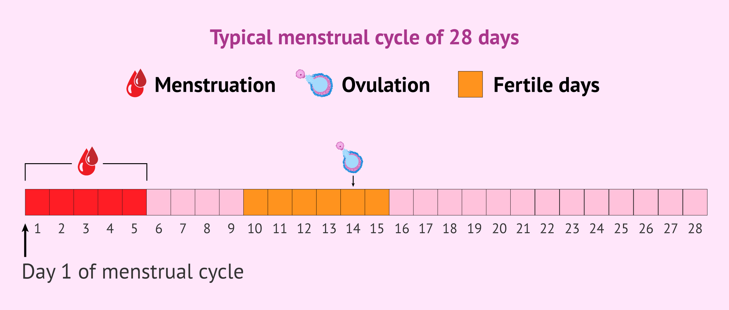 Most fertile days - most fertile days of cycle