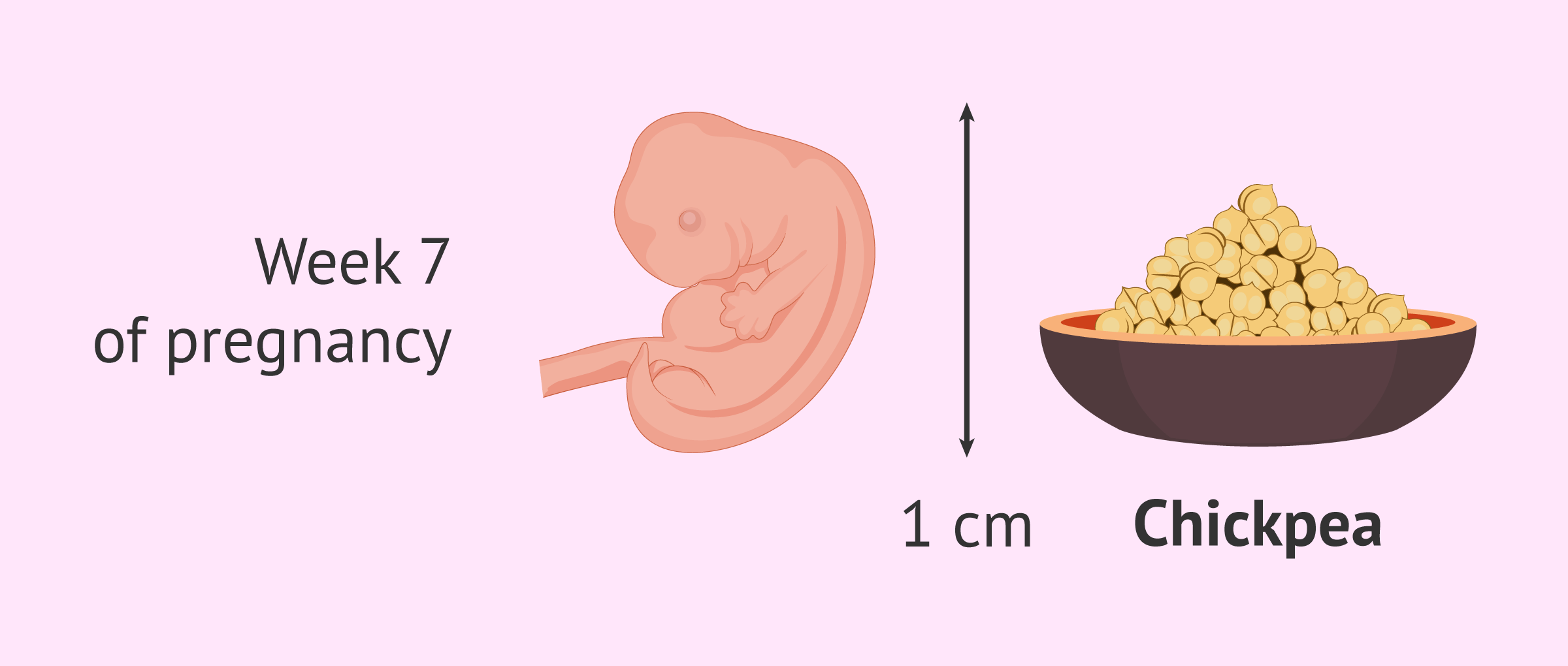 Week 7 Of Pregnancy How Are The Baby And Mother Doing Week 7 Of Pregnancy How Are The Baby And Mother Doing