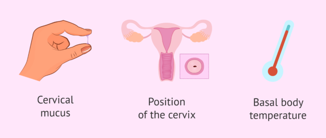 Imagen: Other signs of fertility to detect ovulatory period.